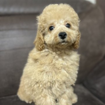 トイプードル(トイ)【沖縄県・男の子・2025年8月20日・クリーム系】の写真「トイプーはトップクラスの賢さ✨」