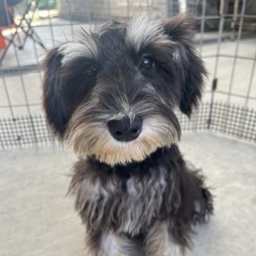 ミニチュアシュナウザー【沖縄県・女の子・2025年6月28日・ブラック&シルバー】の写真「混合ワクチン完了済み！即日引き渡し可！」