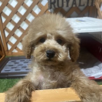 トイプードル(トイ)【沖縄県・男の子・2025年8月16日・レッド】の写真「健康診断済み！健康優良犬✨」