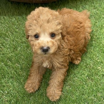 トイプードル(トイ)【沖縄県・男の子・2025年8月16日・レッド】の写真「健康的な男の子」