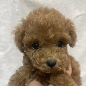 トイプードル(トイ)【沖縄県・女の子・2025年8月16日・レッド】の写真「目がくっきりな女の子」