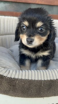 チワックス(チワワ×ダックスフンド)【沖縄県・女の子・2025年10月20日・ブラックタン】の写真「大人気のブラックタンチワックス🩷」