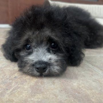 トイプードル(トイ)【沖縄県・女の子・2025年7月25日・シルバー】の写真「シルバーへ変化していきます✨」