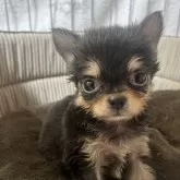 チワワ(ロング)