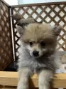 ポメラニアン