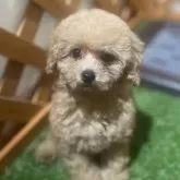 トイプードル(トイ)