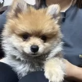 ポメラニアン