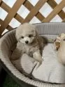 トイプードル(トイ)【沖縄県・女の子・2025年6月22日・クリーム】の写真6