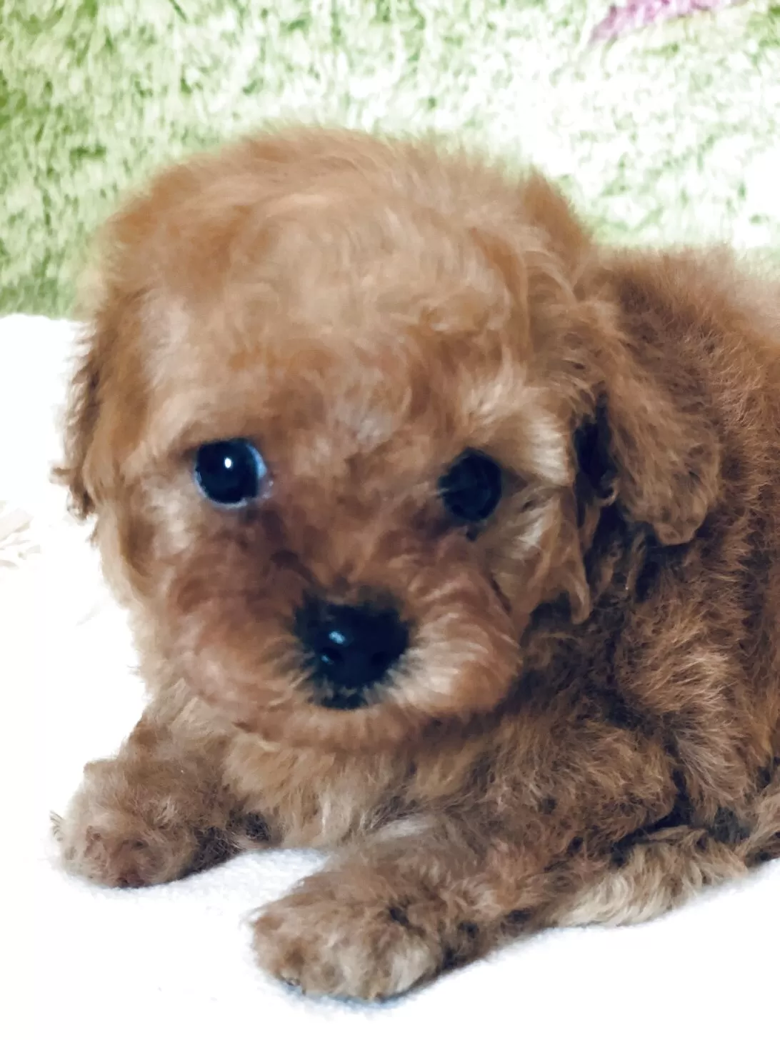ID:2506-00169の子犬