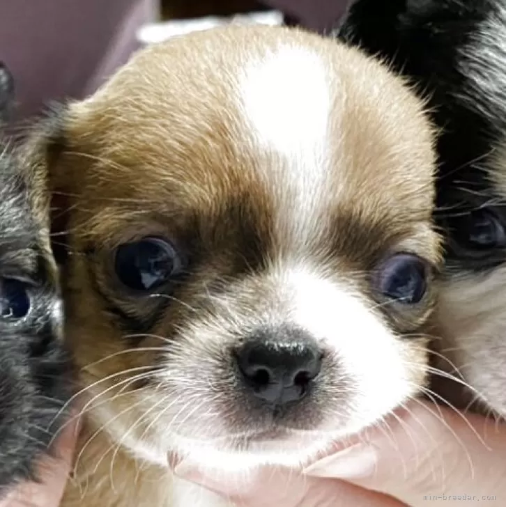 チワワ(スムース)【青森県・男の子・2025年10月15日・フォーン&amp;ホワイト】の写真1