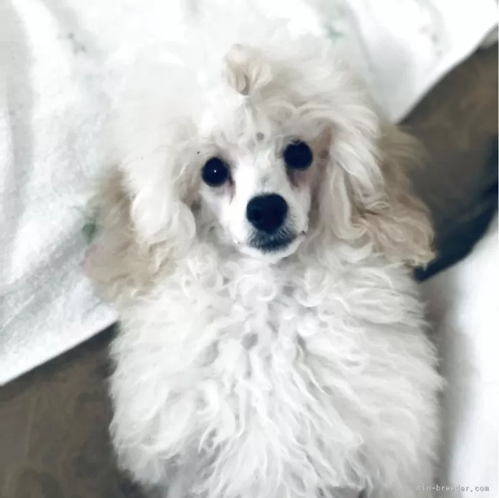 ティーカッププードル【青森県・女の子・2025年6月28日・ホワイト】の写真1