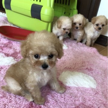 トイプードル(ティーカップ)【青森県・女の子・2025年6月17日・レッドフォーン】の写真「🔸パパ1.25kレッド🔸ママ2.2kホワイト🔸」