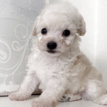 タイニープードル【青森県・男の子・2025年6月28日・ホワイト】の写真「☘️素直な男の子🐩優良血統プードルです。」