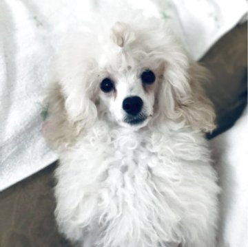 トイプードル(ティーカップ)【青森県・女の子・2025年6月28日・ホワイト】の写真「お顔可愛いです」