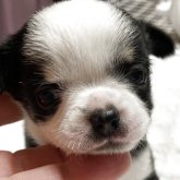 チワワ(ロング)