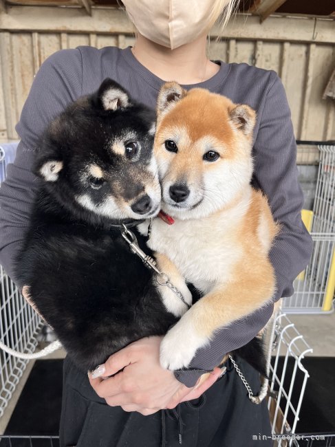 高山　こずえ(たかやま　こずえ)ブリーダー(群馬県・柴犬・KC登録)の紹介写真4