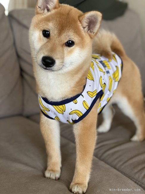 高山　こずえ(たかやま　こずえ)ブリーダー(群馬県・柴犬・KC登録)の紹介写真5