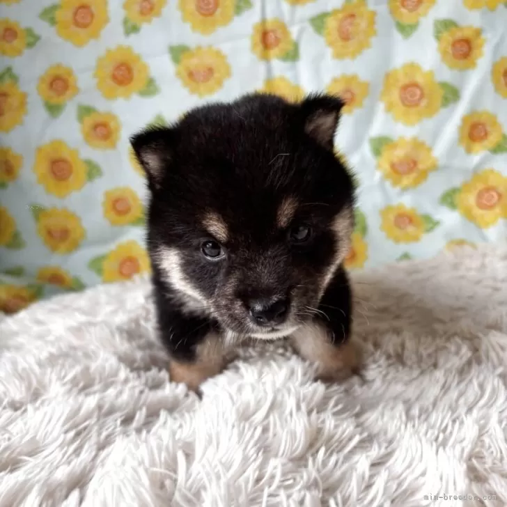 ID：2506-07733の子犬