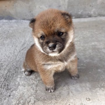柴犬(豆柴)【群馬県・男の子・2025年10月6日・赤】の写真「人懐っこいボクです」