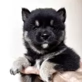 豆柴