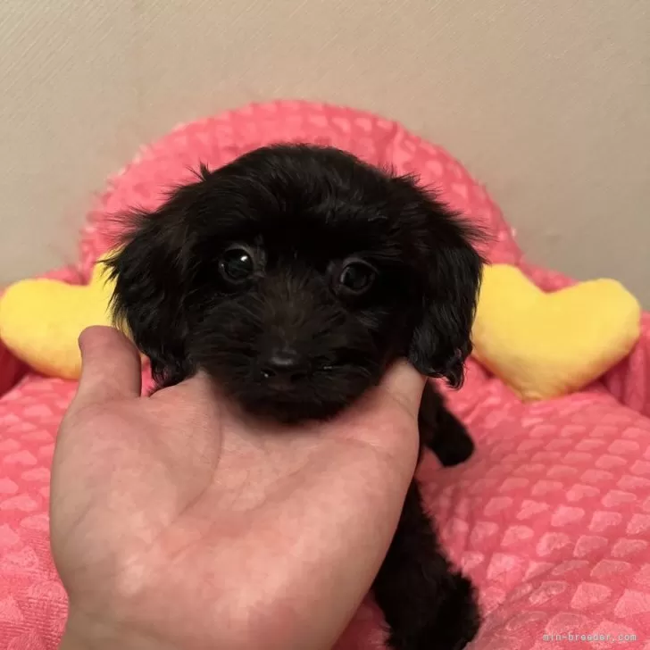 R.R 様のお迎えした子犬