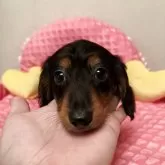 ミニチュアダックスフンド(ロング)【福岡県・女の子・2025年2月2日・ブラックタン】の写真1