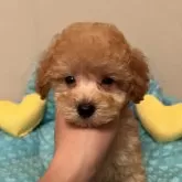 タイニープードル