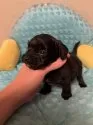 ダップー(トイプードル×ダックスフンド)【福岡県・男の子・2025年11月7日・ブラック】の写真7