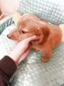 ミニチュアダックスフンド(ロング)【福岡県・男の子・2025年2月2日・レッド】の写真6