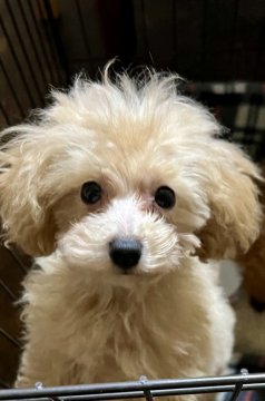 トイプードル(タイニー)【福岡県・男の子・2021年10月14日・アプリコット】の写真「寂しがりの甘えん坊さん😍」