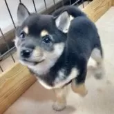 豆柴【熊本県・女の子・2024年11月14日・黒】の写真10