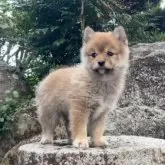 ポメ柴(柴犬×ポメラニアン)【熊本県・男の子・2024年11月24日・赤】の写真11