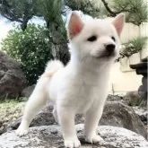 豆柴【熊本県・男の子・2025年8月19日・白】の写真12