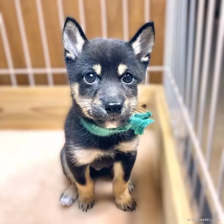 ID：2410-03779の子犬