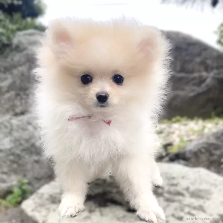 ID:2503-04536の子犬