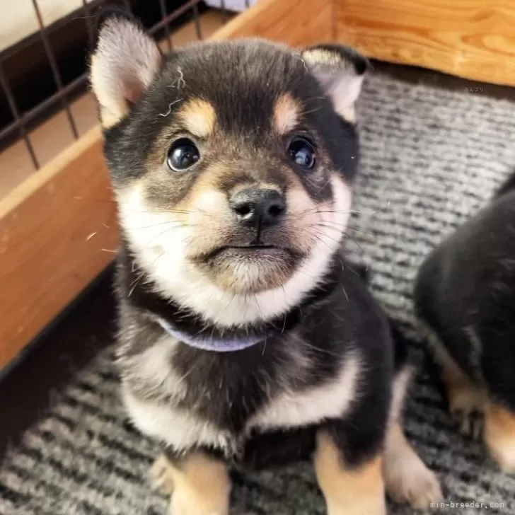 ID:2412-07630の子犬