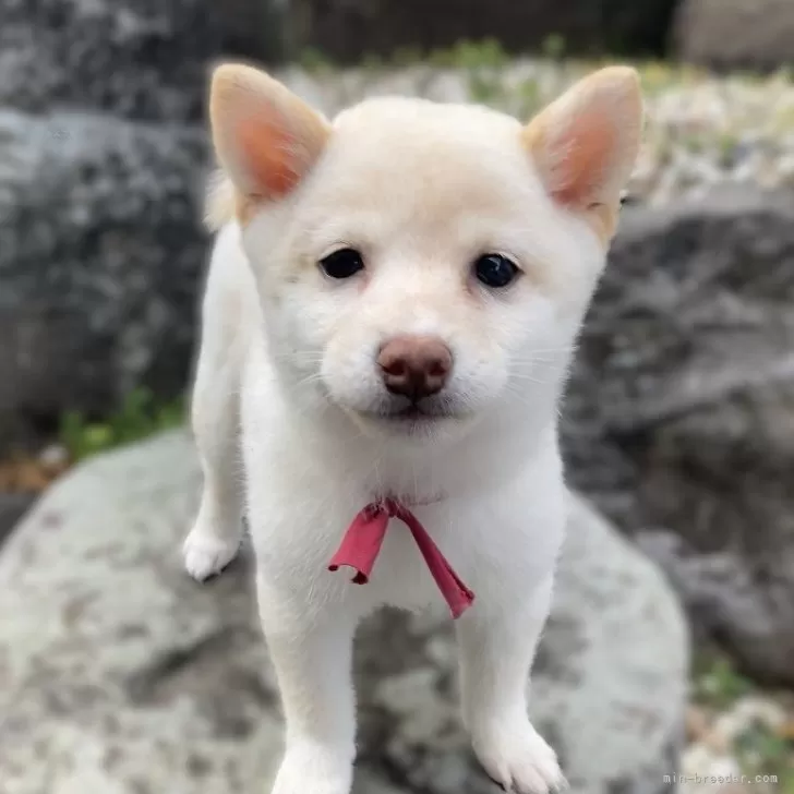 ID：2503-00521の子犬