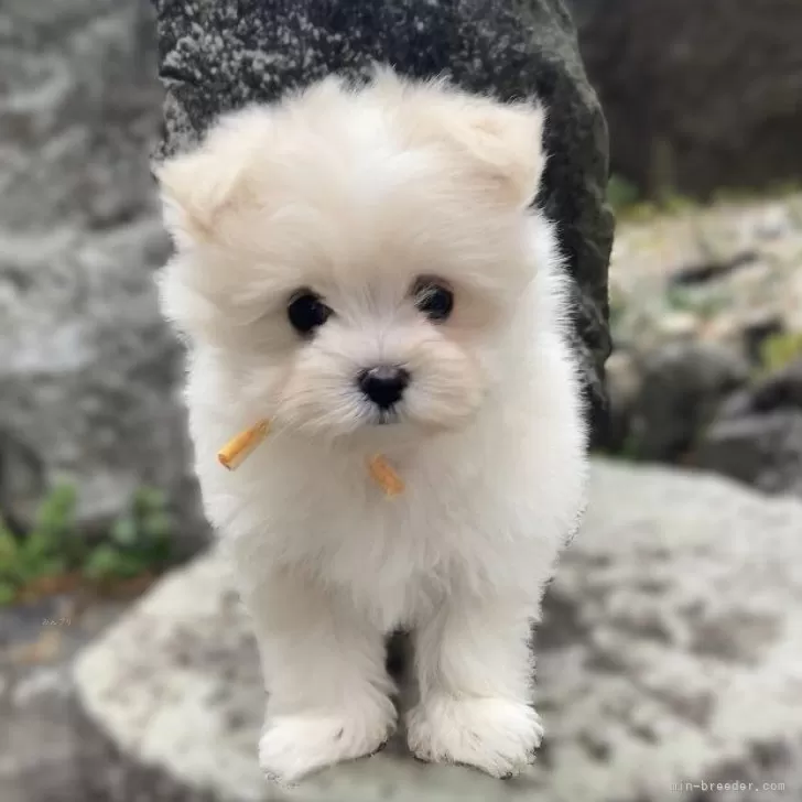ID：2503-00623の子犬