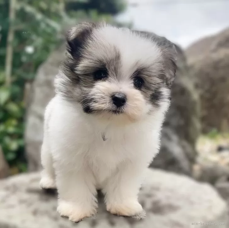 みき 様のお迎えした子犬