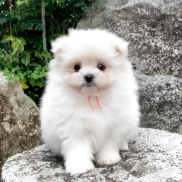ポメマル(ポメラニアン×マルチーズ)【熊本県・女の子・2025年10月24日・ホワイト】の写真「おめめクリクリ、モフモフです✨」