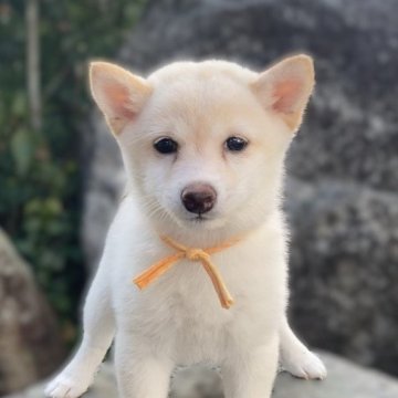 柴犬(豆柴)【熊本県・女の子・2024年12月10日・白】の写真「まんまるでムチムチの女の子✨」