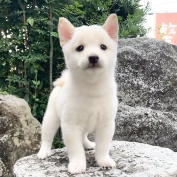 豆柴【熊本県・男の子・2025年8月19日・白】の写真「綺麗な白毛のムチムチの男の子✨」
