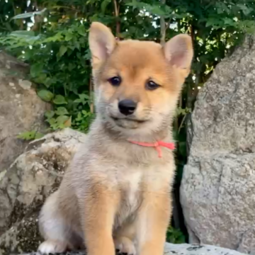 豆柴【熊本県・男の子・2025年8月19日・赤】の写真「少しゴマ毛のムチムチの男の子✨」
