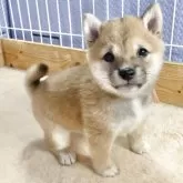 豆柴