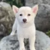 豆柴