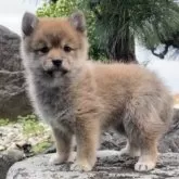 ポメ柴(柴犬×ポメラニアン)【熊本県・男の子・2024年11月24日・赤】の写真2