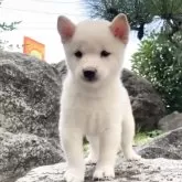 豆柴【熊本県・男の子・2025年8月19日・白】の写真3