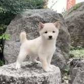 豆柴【熊本県・女の子・2025年8月28日・白】の写真3