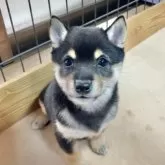 豆柴【熊本県・女の子・2024年11月14日・黒】の写真3