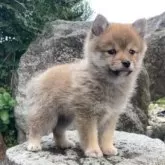 ポメ柴(柴犬×ポメラニアン)【熊本県・男の子・2024年11月24日・赤】の写真3